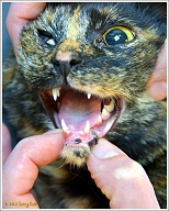 Puck's spuugcomplex heet officieel gingivitis-stomatitis-faryngitiscomplex (FCGS) en het tast uiteindelijk het gebit aan. Je kunt hier zien dat Puck in haar onderkaak al een aantal voortandjes mist. Deze foto lijkt trouwens enger dan hij is, want Puck heeft hier al een prik gehad om rustig te worden. Veel zal ze er niet van meegekregen hebben.