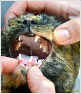 Door de prik met kunstslaap is de kleur van het tandvlees niet goed meer te beoordelen, maar zelfs dan kun je aan Puck's bovengebit zien dat het daar niet helemaal jofel is.