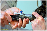 Van Puck's linker voorpoot is wat haar weggeschoren, zodat de leidingen met bloed goed zichtbaar worden. In zo'n leiding wordt vervolgens een kraantje (braunule) geschoven om extra kunstslaap toe te dienen, of water zodat ze niet uitdroogt.