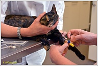 Het kraantje wordt met pleisters goed vastgezet, Puck heeft hier geen weet meer van, ze is in kunstslaapland. Tijdens de operatie blijven haar ogen open, daarom heeft ze speciale oogdruppels gekregen tegen droge ogen.