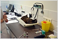 Puck wordt gewogen. Da's nodig om bijvoorbeeld de dosering van medicijnen te bepalen. Ze blijkt ongeveer 100 gram lichter dan een kleine maand geleden.