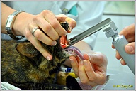 Puck is overgebracht naar de operatiekamer en daar wordt eerst haar slikkanaal met een speciale lamp op een stokje bekeken. Als het spuugcomplex heel erg is, kan het hele kanaal ontstoken zijn.