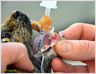 Om te zorgen dat Puck genoeg lucht kan krijgen, wordt er een buisje in haar keel geschoven. Intuberen heet dat. Door dat buisje komt er lucht rechtstreeks in haar longen en aan het buisje wordt een ander buisje vastgemaakt, zodat haar bek goed open blijft staan. Als wij dit zien krijgen we direct last van antiperistaltische bewegingen. Kokhalzen dus, in gewoon Nederlands.