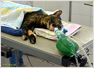 Puck is klaar voor de operatie. Ze is warm toegedekt en ligt ook op een warmhoudplaatje. Gelukkig is ze diep in kunstslaap, anders zou zij zich vast beledigd voelen, zij is tenslotte geen bak nasi.