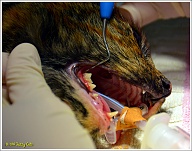 Met een speciaal meetinstrument wordt de diepte van de ruimte tussen Puck's kiezen en kaak gemeten, de pocketdiepte.