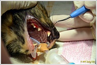 Bij een gezond gebit is deze pocketdiepte heel erg klein, maar bedraagt bij Puck enkele millimeters. Door ontstekingen neemt de diepte toe en hoe groter deze diepte, hoe losser de tanden en kiezen komen te staan.