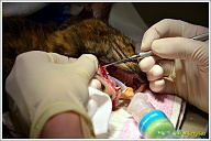 Nu begint de operatie echt. Met een klein en heel scherp mesje, een scalpel, wordt voorzichtig Puck's tandvlees losgemaakt om straks goed bij haar kiezen te kunnen.