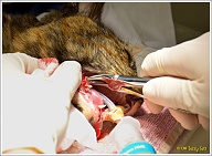 Hier wordt met een tang Puck's eerste kies uit zijn lijden verlost.