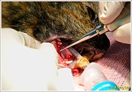 Om er zeker van te zijn dat er geen resten meer achterblijven, wordt er speciaal gereedschap voor kattengebitten gebruikt.