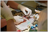 De hechtdraad die gebruikt wordt, lost vanzelf op als de wonden dichtgegroeid zijn. Gelukkig maar voor Puck, dan hoeft ze niet weer te kunstslapen om de hechtingen eruit te laten halen.