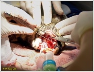 … en het tandvlees weer gehecht.