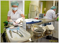 Tijdens de operatie werd duidelijk dat niet al Puck's tanden en kiezen aan de beurt konden komen, dat zou te lang duren. Daarom moet zij over een aantal weken terugkomen voor de linkerkant van haar gebit.