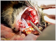 Hier kun je goed de naald om te hechten zien. Ook zie je in Puck's keel een ronde prop zitten die voorkomt dat er water of weinig smakelijke onderdelen van het gebit naar binnen verdwijnen.