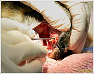 Als laatste wordt de hoektand uit de bovenkaak vrijgemaakt en getrokken.