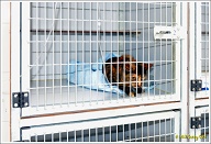 Het zit erop. Puck is door de kunstslaap nog helemaal de weg kwijt en mag hier een tijdje rustig bijkomen.